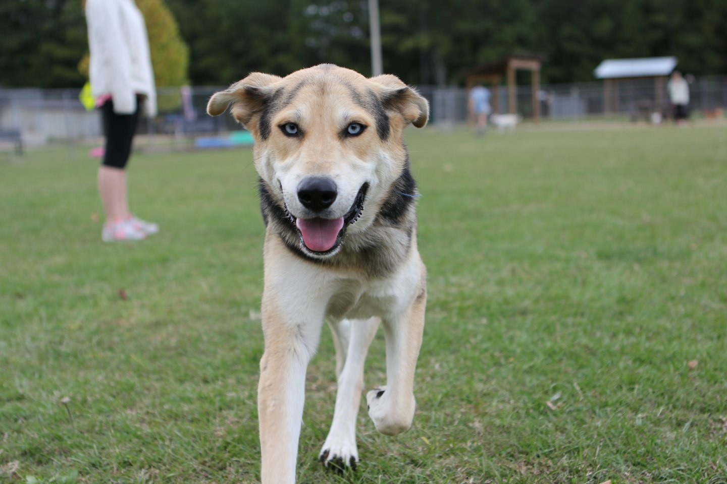 Radosny pies rasy husky z niebieskimi oczami biegający po trawiastym parku.
