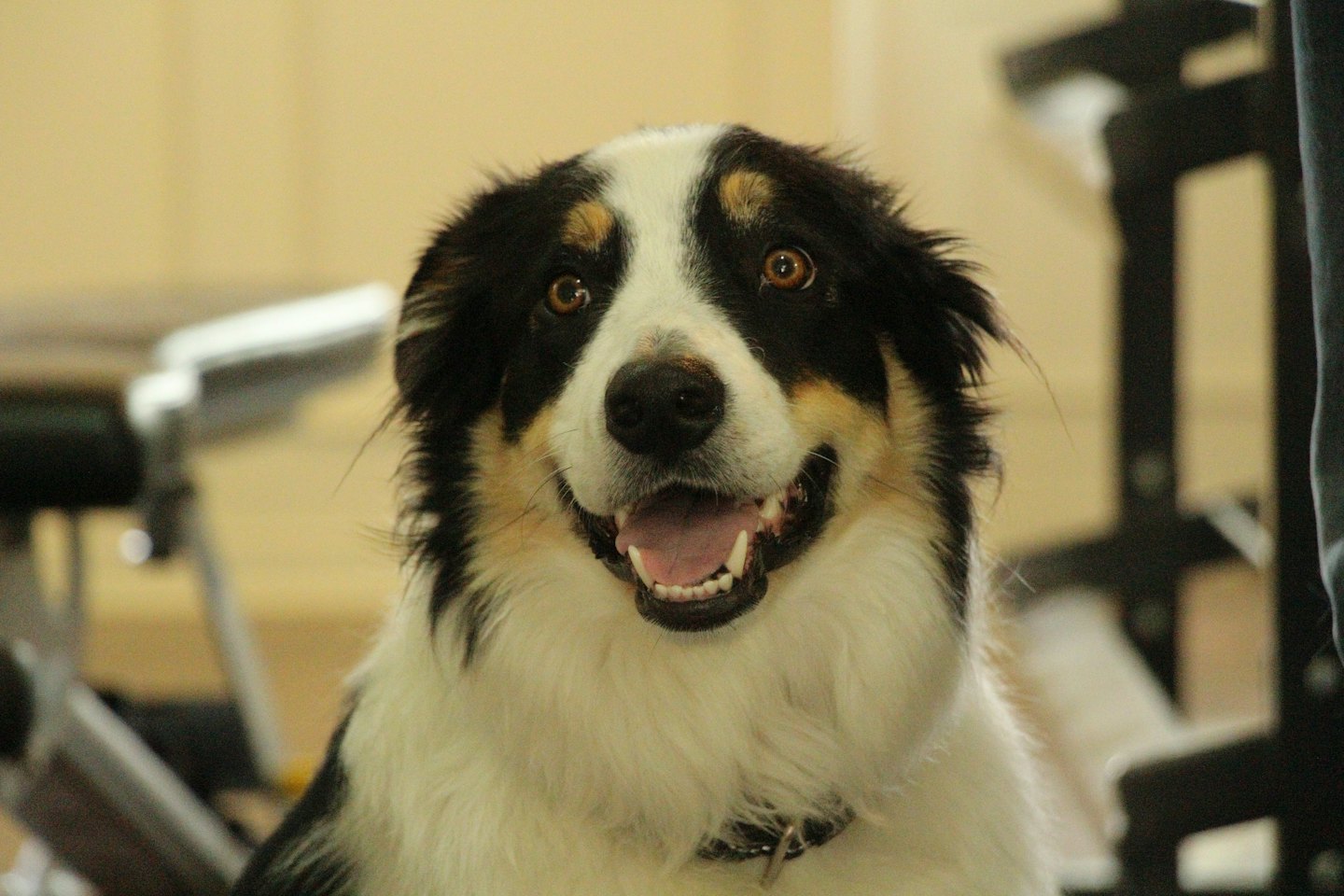 Uśmiechnięty trójkolorowy border collie patrzy prosto przed siebie.