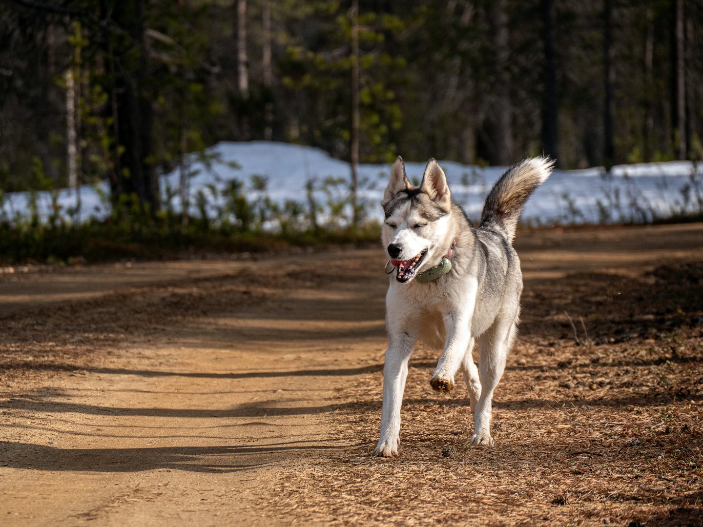Szczęśliwy husky biegnie leśną ścieżką po śniegu.