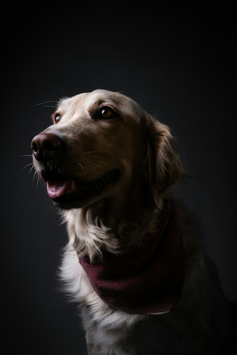 Złoty retriever w czerwonej wzorzystej bandanie patrzący w górę.